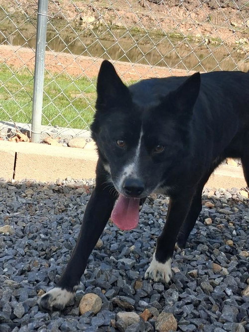 Sunshine, an adoptable Collie in Burnsville, NC