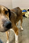 Elisha - Photo 2