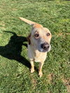 Cooper - Photo 2
