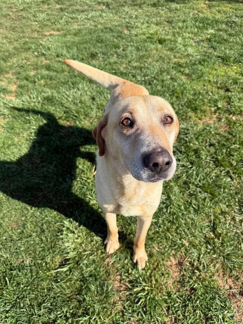 COOPER - Labrador Retriever available for adoption
