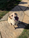Cooper - Photo 3