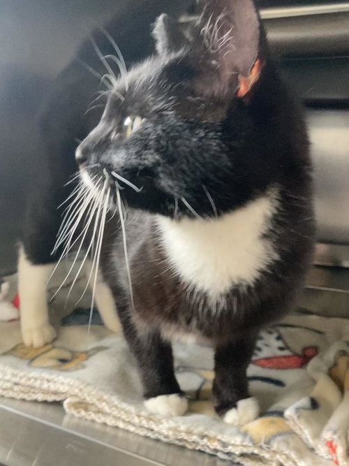picture of the cat needing adoption