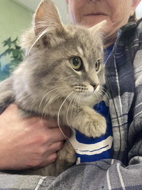 picture of the cat needing adoption