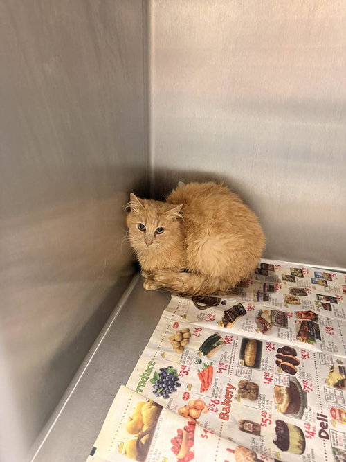 picture of the cat needing adoption