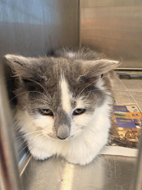 picture of the cat needing adoption