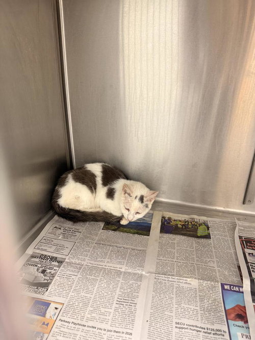 picture of the cat needing adoption