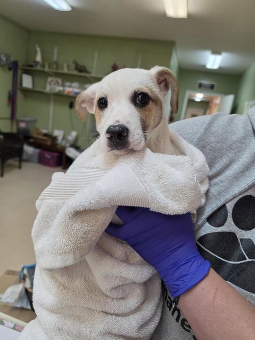 picture of the dog needing adoption