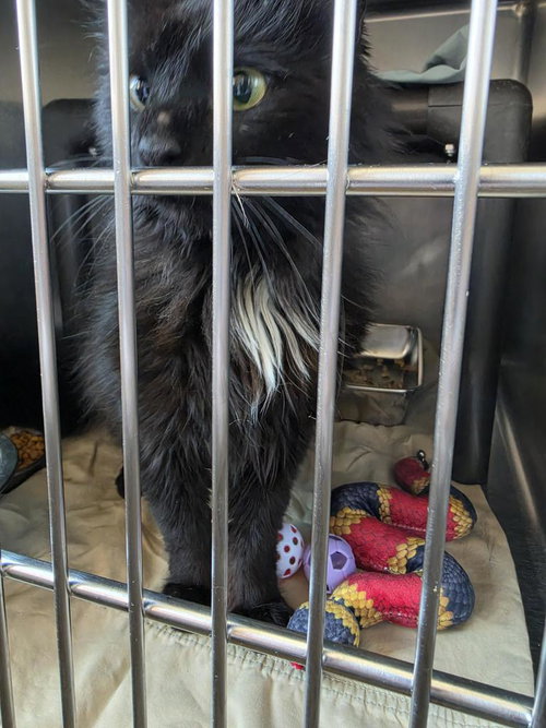 ARCHIE - Domestic Long Hair available for adoption