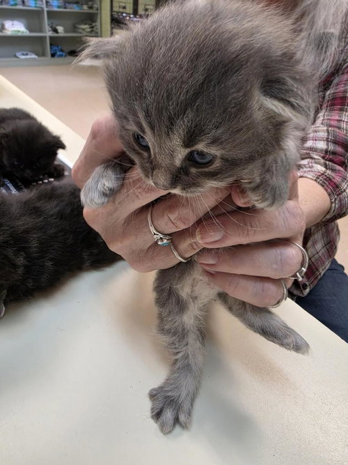 BERRY BLUE - Domestic Medium Hair available for adoption