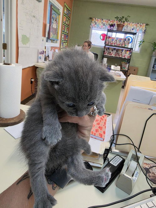 LEMON DROP - Domestic Medium Hair available for adoption
