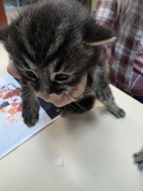 PINA COLADA - Domestic Medium Hair available for adoption