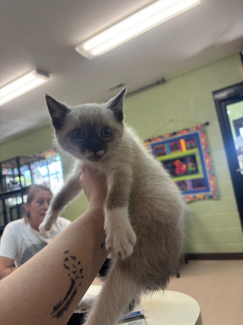 KRAKEN - Domestic Medium Hair available for adoption