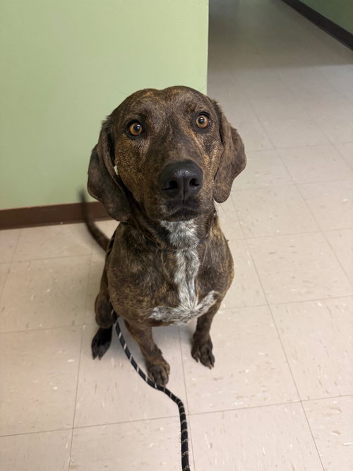 HICKORY NUT - Plott Hound available for adoption
