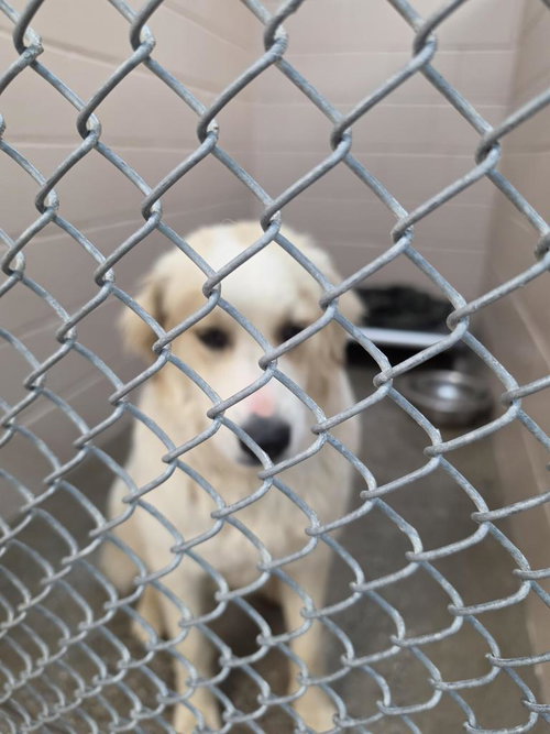 HONEY - Great Pyrenees available for adoption