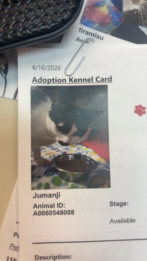 JUMANJI - Domestic Short Hair available for adoption