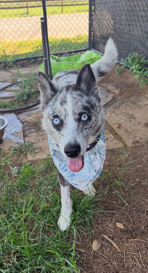 ORCA - Siberian Husky / Australian Shepherd available for adoption