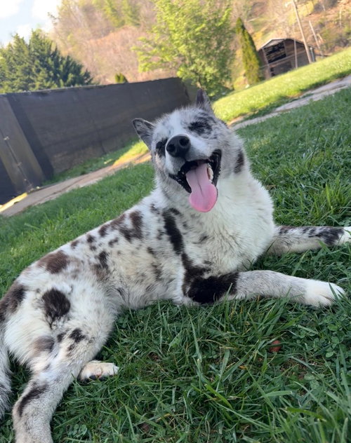 ORCA - Siberian Husky / Australian Shepherd available for adoption