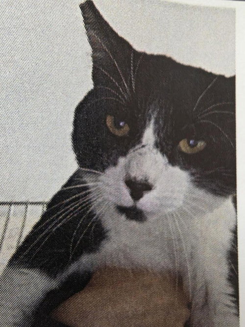 PICASSO - Domestic Short Hair available for adoption