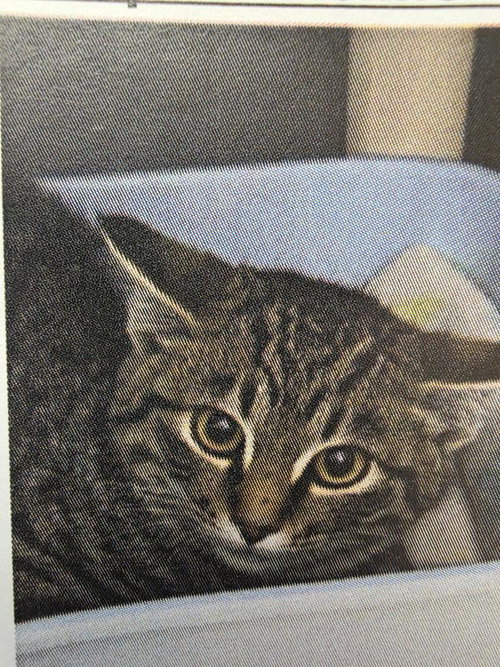 QUARTERHORSE - Domestic Short Hair available for adoption