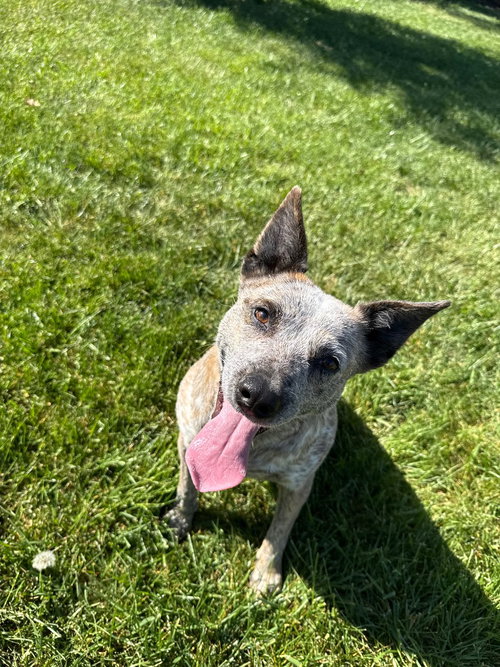 ROSEMARY - Australian Cattle Dog/Blue Heeler available for adoption