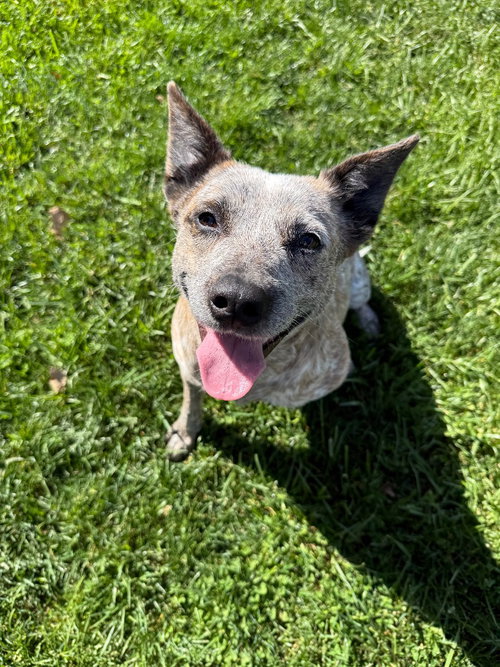 ROSEMARY - Australian Cattle Dog/Blue Heeler available for adoption