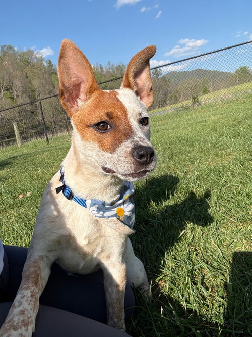 ASHLEY - Australian Cattle Dog/Blue Heeler / Terrier available for adoption