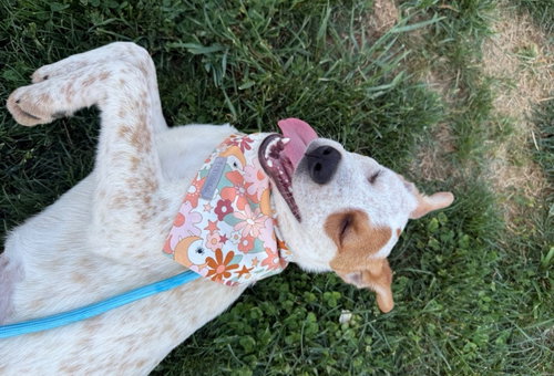 MARY KATE - Australian Cattle Dog/Blue Heeler available for adoption