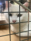 Athena - Photo 1