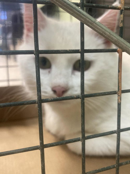 ATHENA - Domestic Short Hair available for adoption
