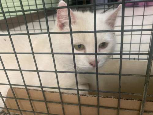 ATHENA - Domestic Short Hair available for adoption