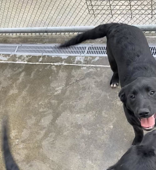 ETTA - Labrador Retriever / Terrier available for adoption