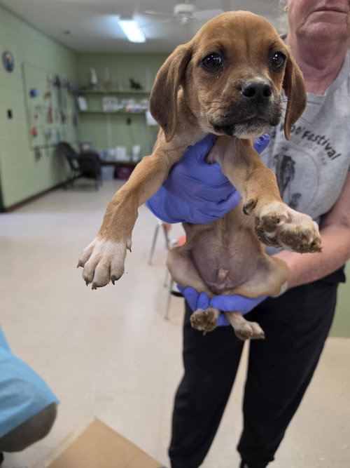 PUMBAA - Black Mouth Cur / Hound available for adoption