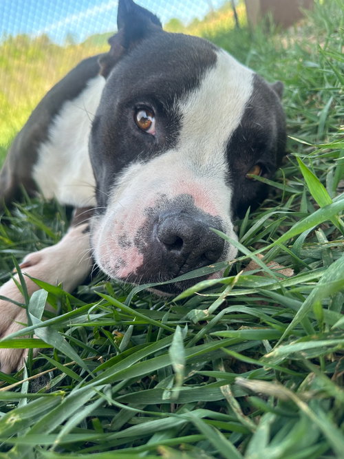 Cheech, an adoptable Terrier in Burnsville, NC