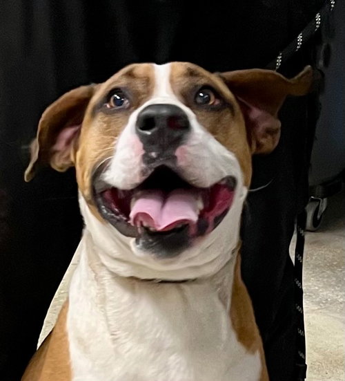 Duke, an adoptable Boxer in Burnsville, NC