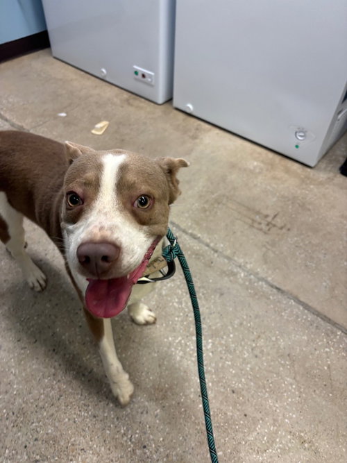 Alabama, an adoptable Terrier in Burnsville, NC