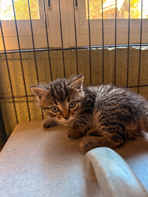 Nick, Baby Domestic Short Hair / Mixed, cat for adoption in Burnsville, North Carolina