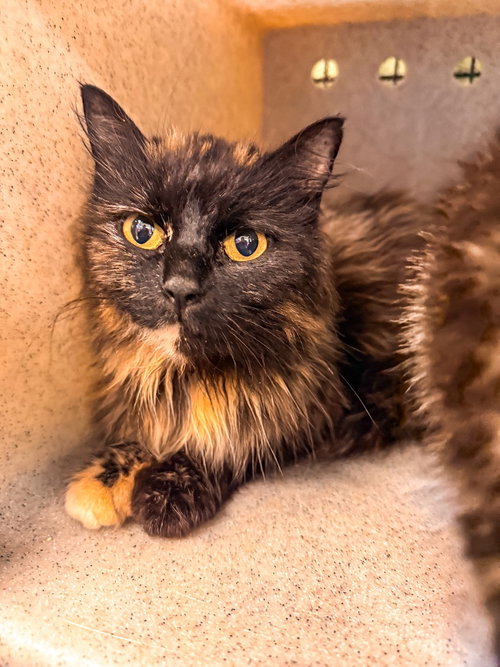 Nikita, Young Domestic Long Hair / Mixed, cat for adoption in Burnsville, North Carolina