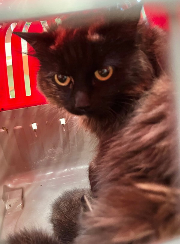 Nikita