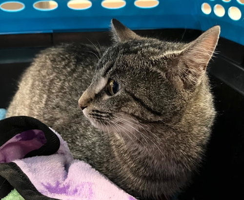 Fendi, an adoptable Domestic Short Hair in Burnsville, NC