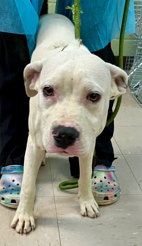 Aldo, an adoptable American Staffordshire Terrier in Burnsville, NC