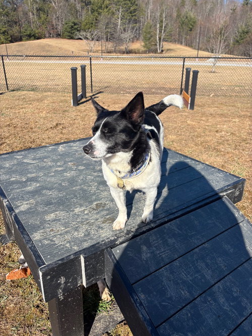 Crispin, an adoptable Chihuahua in Burnsville, NC