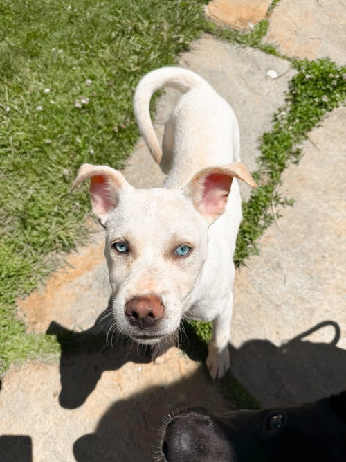 Ghost, an adoptable Alaskan Malamute in Burnsville, NC