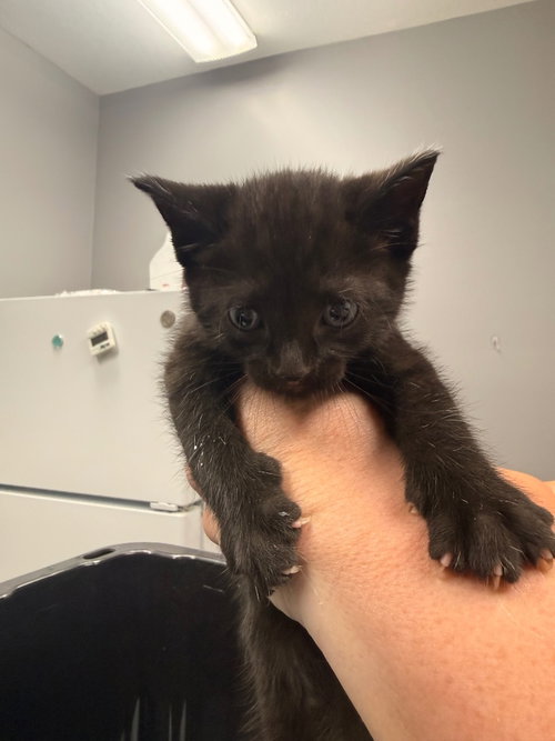 Barker, an adoptable Domestic Short Hair in Burnsville, NC
