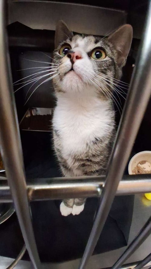 Luna, Young Domestic Short Hair / Mixed, cat for adoption in Burnsville, North Carolina