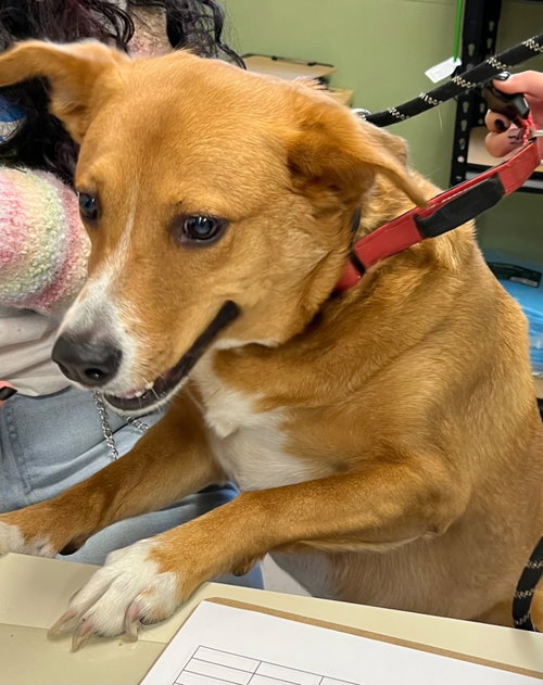 Vaya, an adoptable Australian Shepherd in Burnsville, NC