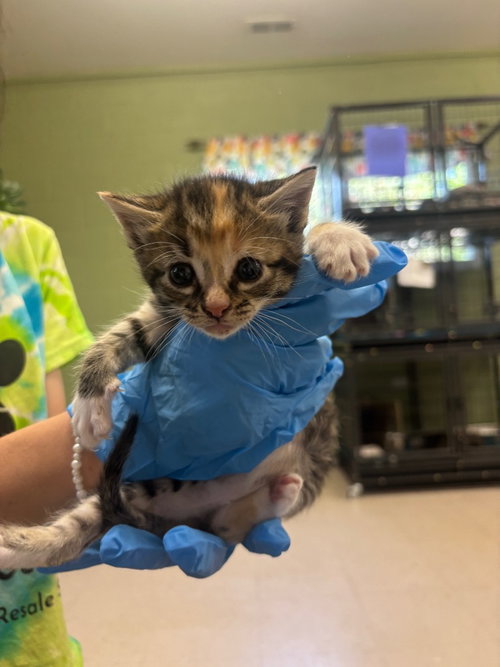 Lanie, an adoptable Domestic Short Hair in Burnsville, NC