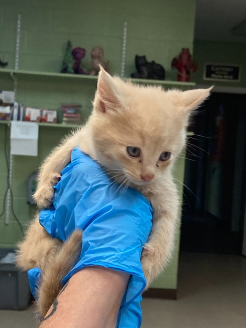 Fleece, Baby Domestic Short Hair / Mixed, cat for adoption in Burnsville, North Carolina