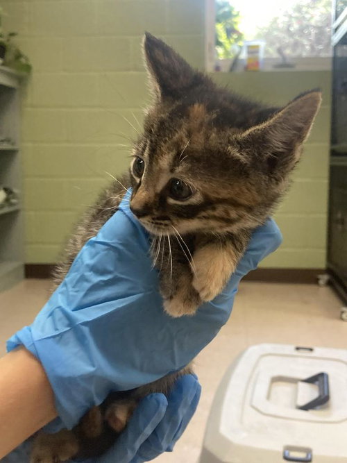 Horace, Baby Domestic Short Hair / Mixed, cat for adoption in Burnsville, North Carolina