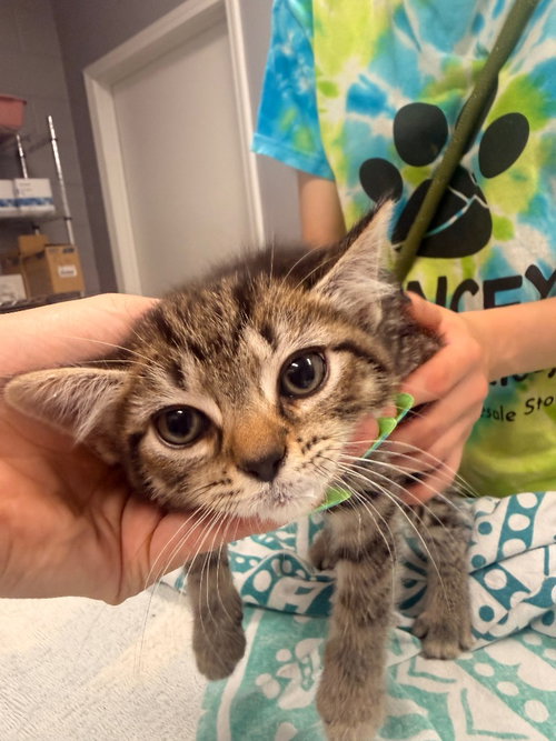 Judd, an adoptable Domestic Short Hair in Burnsville, NC