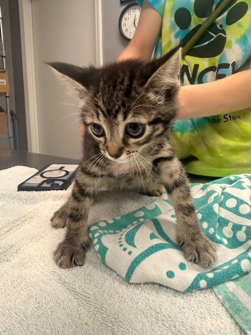 Simpson, an adoptable Domestic Short Hair in Burnsville, NC